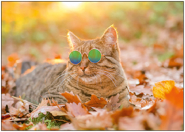 Yul  - Kat in de herfst