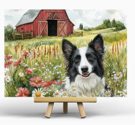 Penpaling Paula  - Border collie