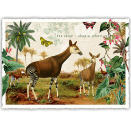 Adriana Sanmartin  - Okapi