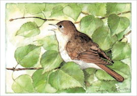 Ingvar Björk  - Nachtegaal