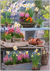 Image Pro  - Lentebloemen