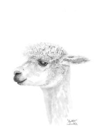 Anti-druk wol Alpaca anti allergisch  20 gr