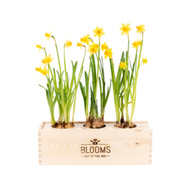 BloomsBox met 3 narcisbolletjes