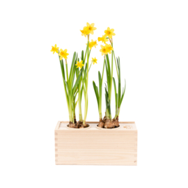 BloomsBox met 2 narcisbolletjes