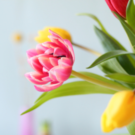 Tulpenmix door de bus