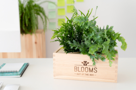 BloomsBox met 2 luchtzuiverende planten