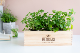 BloomsBox met verse theekruiden