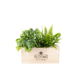 BloomsBox met 2 luchtzuiverende planten