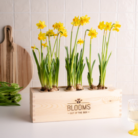 BloomsBox met 3 narcisbolletjes