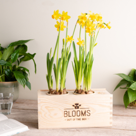 BloomsBox met 2 narcisbolletjes