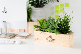 BloomsBox met 3 luchtzuiverende planten