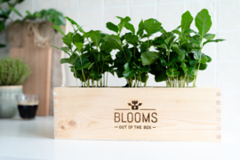 BloomsBox met 3 koffieplanten