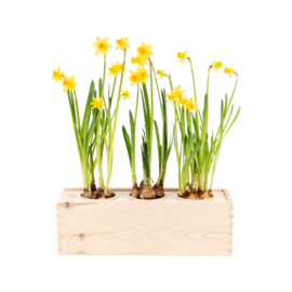 BloomsBox met 3 narcisbolletjes