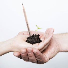 Sprout Growing Pencils - Bloeipotlood - Groeipotlood