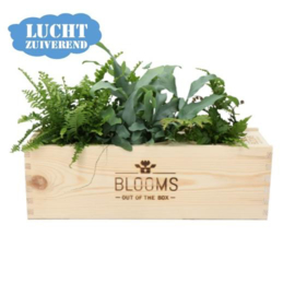 BloomsBox met 3 luchtzuiverende planten