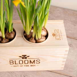 BloomsBox met 2 narcisbolletjes