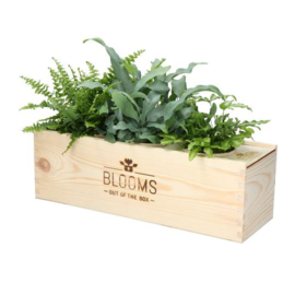 BloomsBox met 3 luchtzuiverende planten