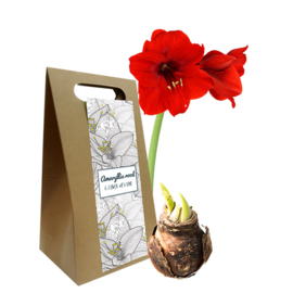 Giftbox Met Amaryllis