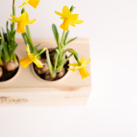 BloomsBox met 3 narcisbolletjes