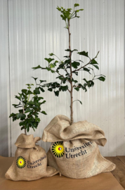 Fruitboom met gepersonaliseerde jute zak | Appel, Peer, Kers