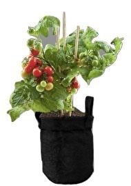 Herbs in Jutebag Tomato