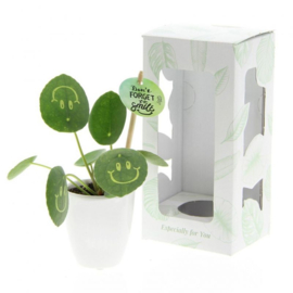 Smylieplant in keramieke pot
