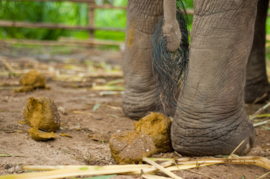 Elephant Poo Notebook