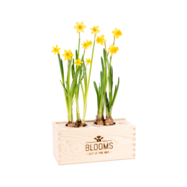 BloomsBox met 2 narcisbolletjes