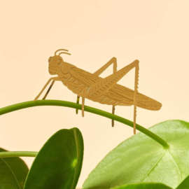 Another Studio - Plant Animal Grasshopper