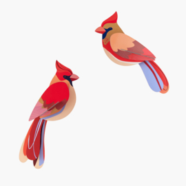 Studio ROOF - Cardinals