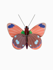 Studio ROOF - Delias Butterfly