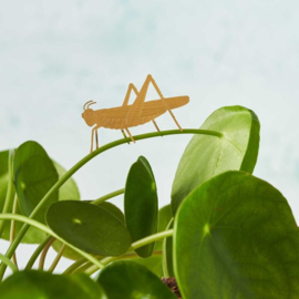 Another Studio - Plant Animal Grasshopper