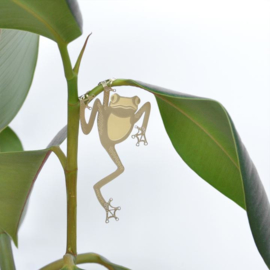 Another Studio - Plant Animal Frog