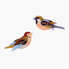 Studio ROOF - Sparrows