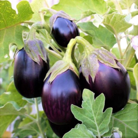 Aubergine - Black Beauty - Bio - groenten zaden