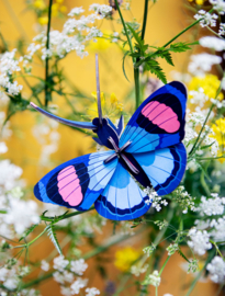 Peacock Butterfly - Studio Roof