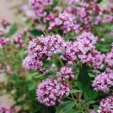 Wilde Marjolein - bloem zaden - BIO