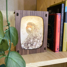 Kaartenlampje Basic | Walnut