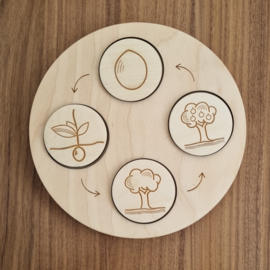 Levenscyclus schijvenset "APPELBOOM"