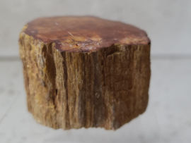 stammetje versteend hout