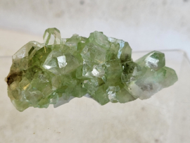 Groene apofyliet