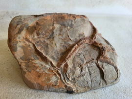 Septarie