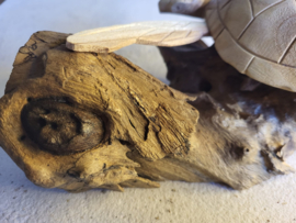Houten Schildpad op stronk