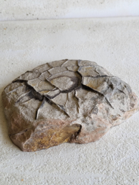 septarie slice