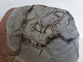 Septarie