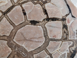 septarie slice