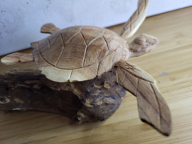 Houten Schildpad op stronk