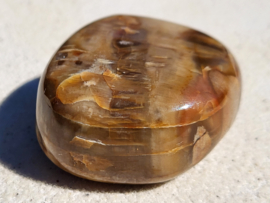 Versteend hout