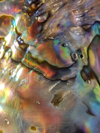 abalone hanger