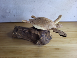 Houten Schildpad op stronk